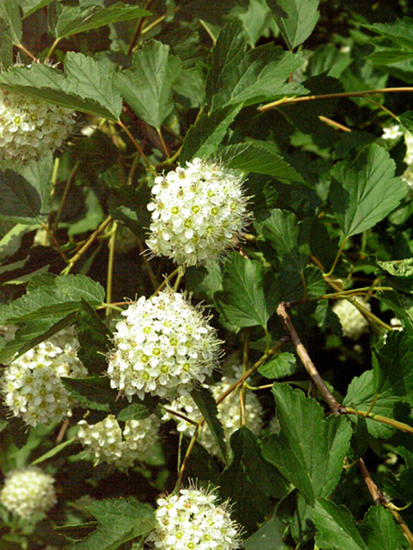 Physocarpus opulifolius, form. 